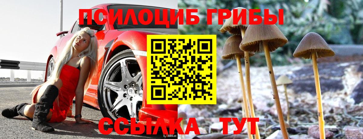 Псилоцибиновые грибы Psilocybine cubensis Торжок